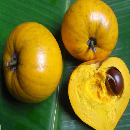 Eggfruit - Fruit Plants