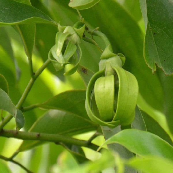 Hari Champa / Artabotrys hexapetalus - Flowering Plants