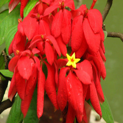 Mussaenda Red - Flowering Shrubs