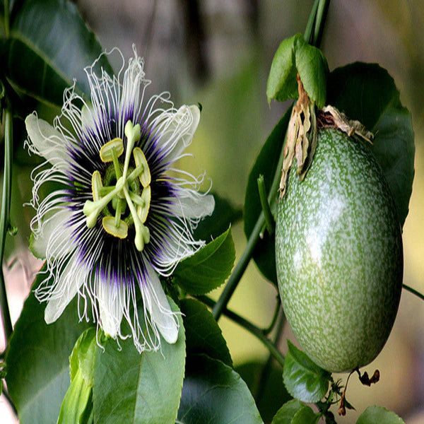 Passion Fruit - Fruit Plants & Vine Plants