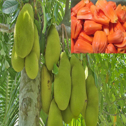 Jack Fruit Red/Red panasa (Grafted)- Fruit Plants