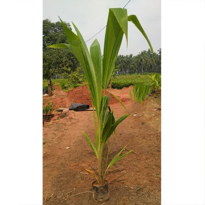 Chowghat Orange Dwarf Coconut Plant