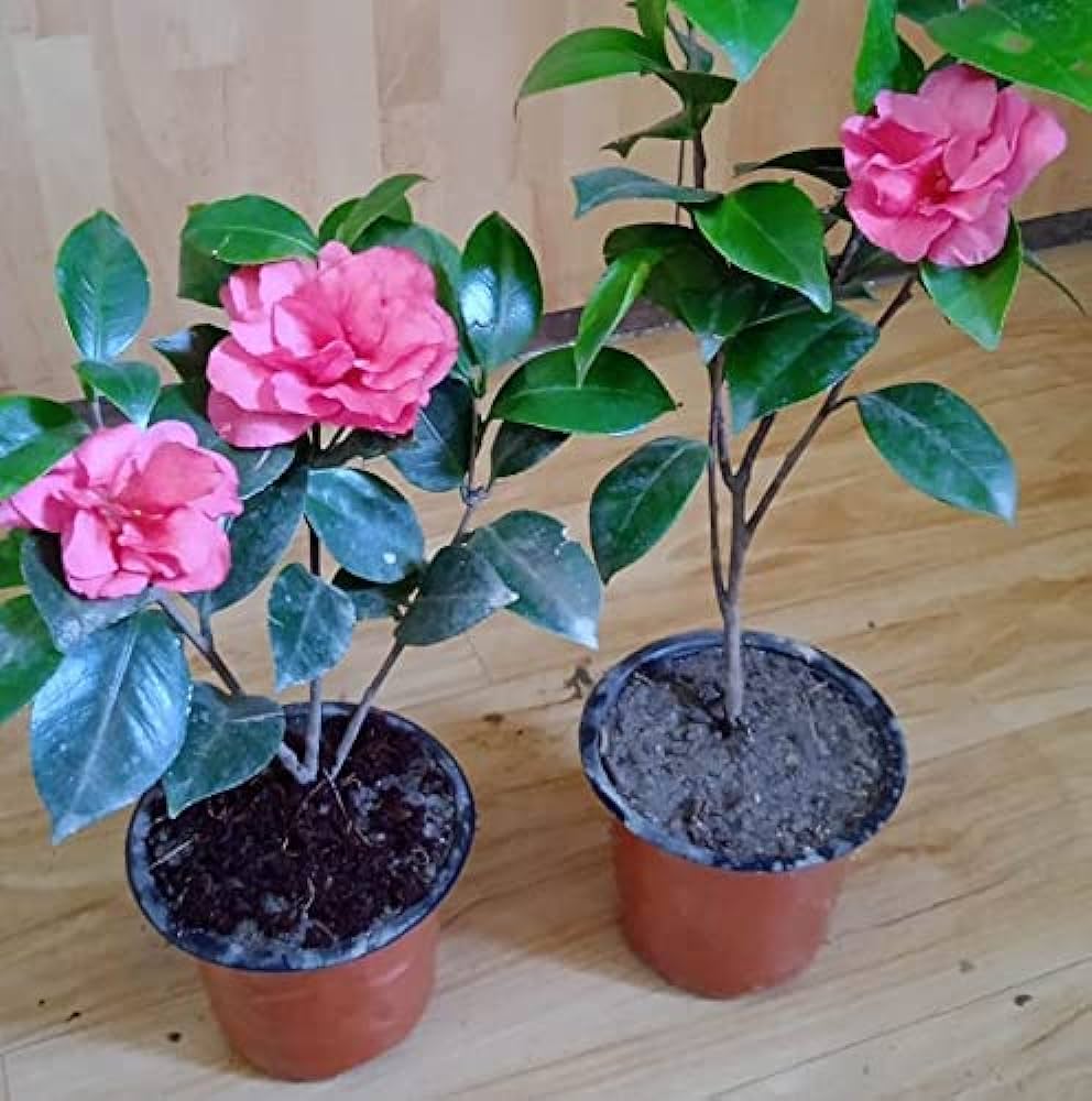 Camelia Flowers Plant For Gardening-(Gardenershub)