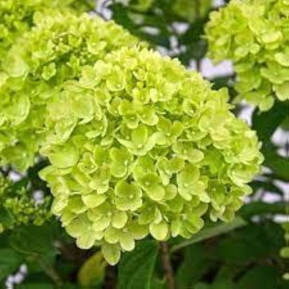 Hybrid Hydrengea Flowers Plant-Green