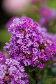 Furush Flowers Plant (Purpel Colour)