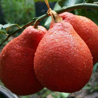 Pomelo Orange Plant (Red Colour)