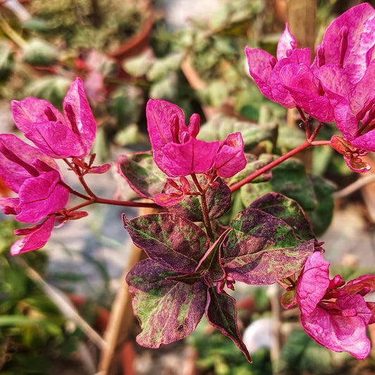 Black Maria Bougainvillea plant