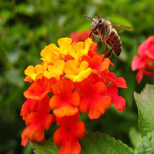 Lantana Red- Flowering Shrubs