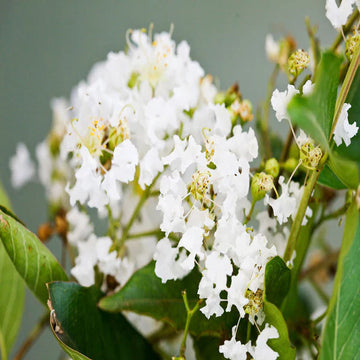 Lagerstroemia Furush White / Crepe Myrtle White - Avenue Trees