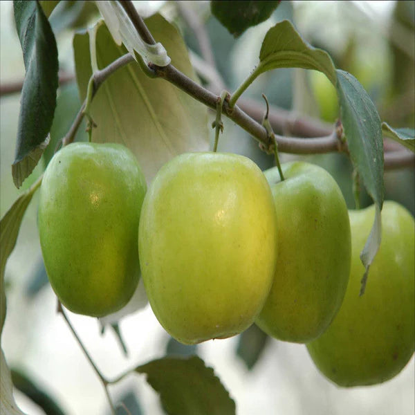 Jujube Apple Ber (Grafted) -Fruit Plants & Tree