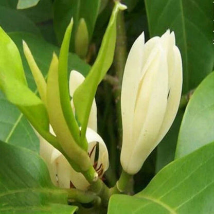 White Champaca / Magnolia alba (Grafted) -  Plants