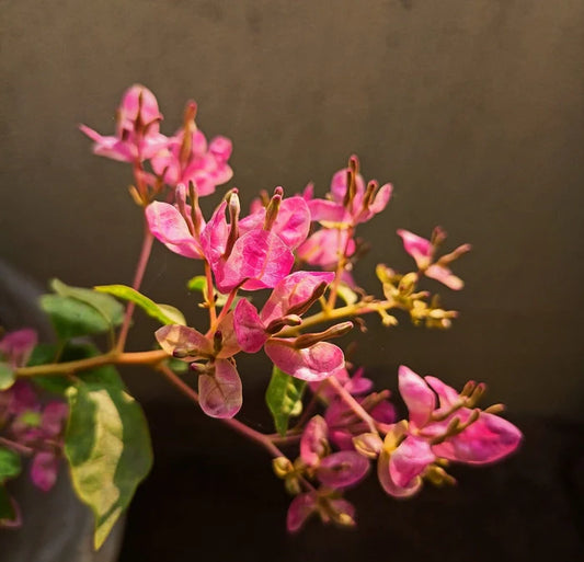 Fatima Pink Bougainvillea flower plant