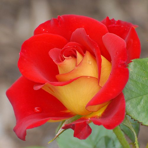 Hybrid Grafted Rose Flowering plant