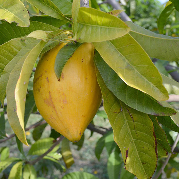 Eggfruit - Fruit Plants