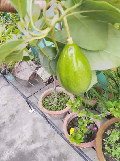 (Gardenershub)Avocado (Grafted) - Fruit Plants & Tree