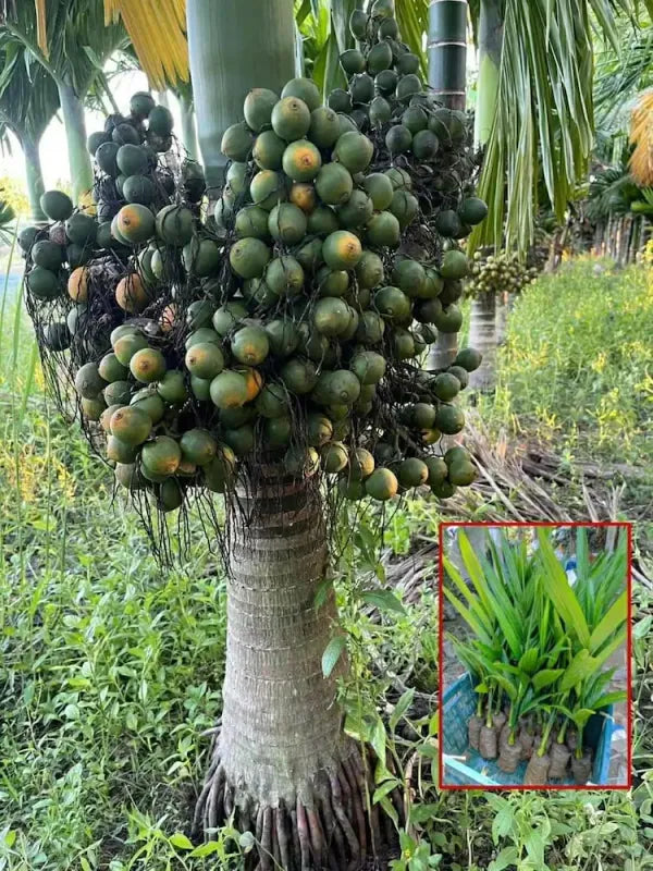 Areca Nut Plant for Sale