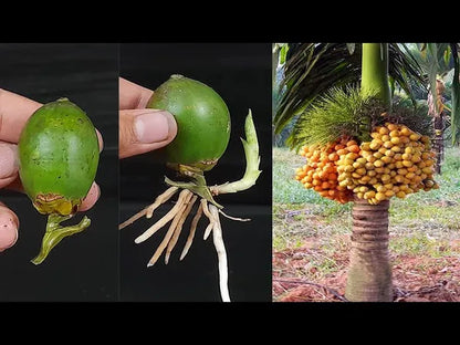 Areca Nut Plant for Sale