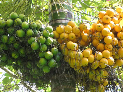 Areca Nut Plant for Sale