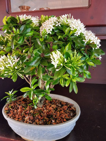 Chinese Ixora Flowers Plant (White)-(Gardenershub)