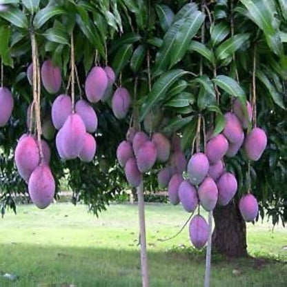 Irwin Purple Mango Fruit  Plant