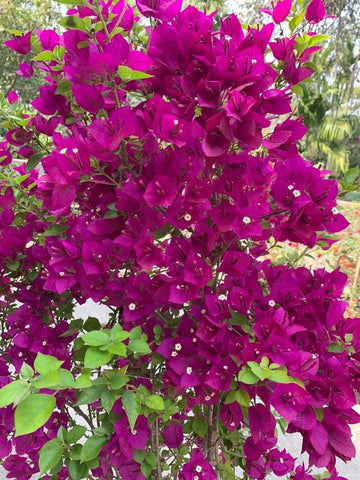 Dark One Bougainvillea flower plant
