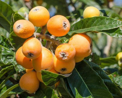 Hybrid Loquat Fruit Plant Grafted