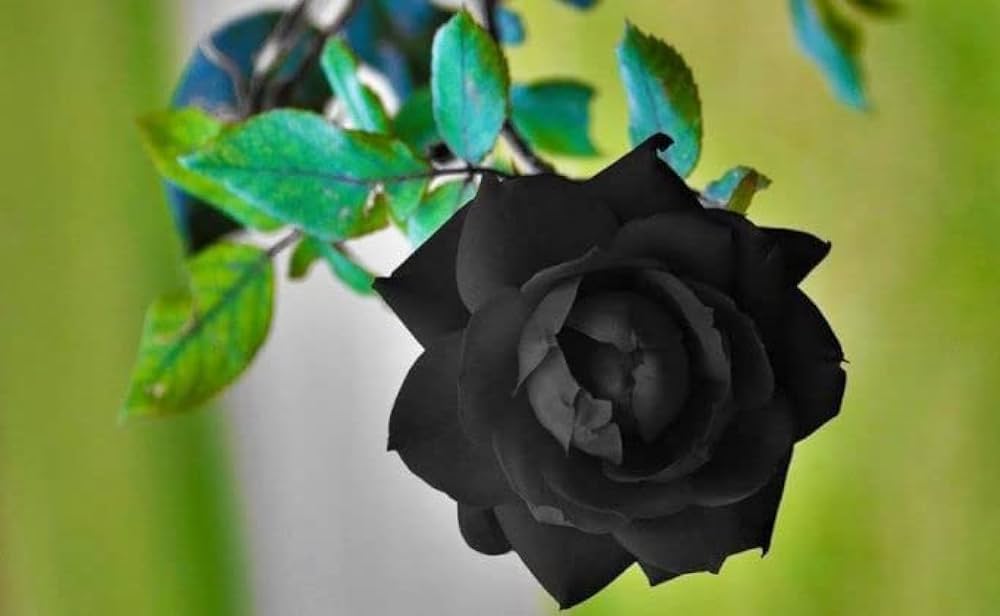 Black Rose Grafting Flower Plant