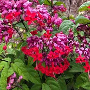 Bleeding Heart Vine Flower plant (Red)