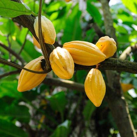 Cocoa Fruit Plant For Gardening