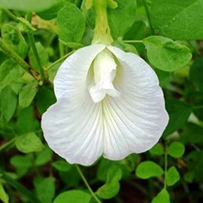 Aparajita  Flowering Plant (white Colour)