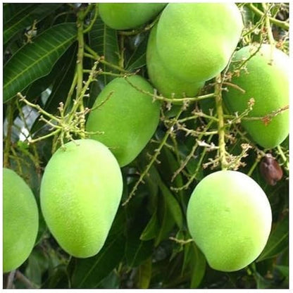 Hybrid Langra Mango Fruit Plant