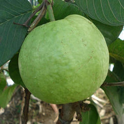 Allahabad Safeda Guava Variety Fruit plant (Grafted/Air Layering)