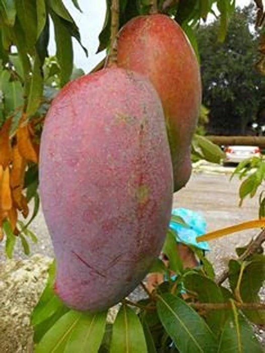 Amrapalli Mango Fruit Plant (Grafted.)