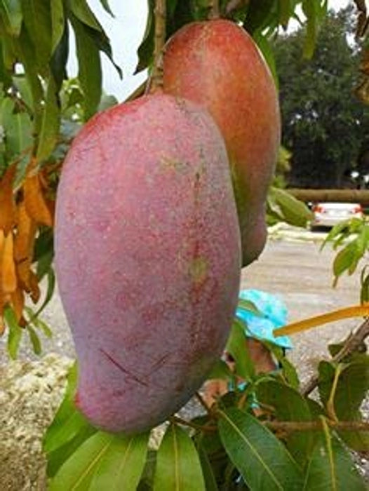 Apple Mango(Grafted) Fruit Plant. – Gardenershub