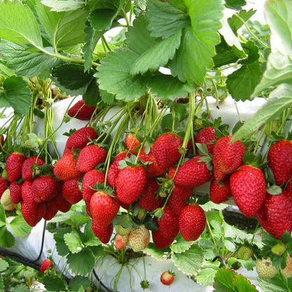 Strawberry - Fruit Plants & Tree