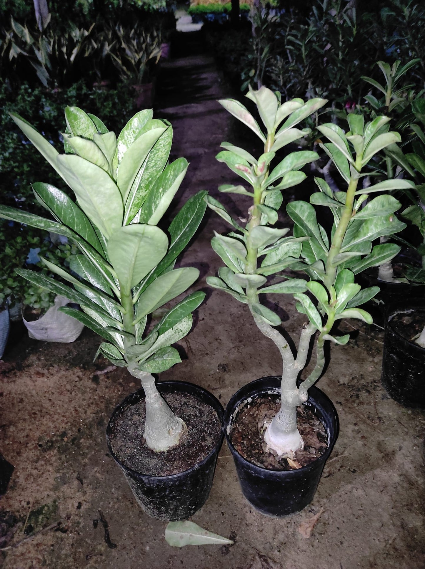 Adenium Grafting || Grafting of Adenium/ Rose plant