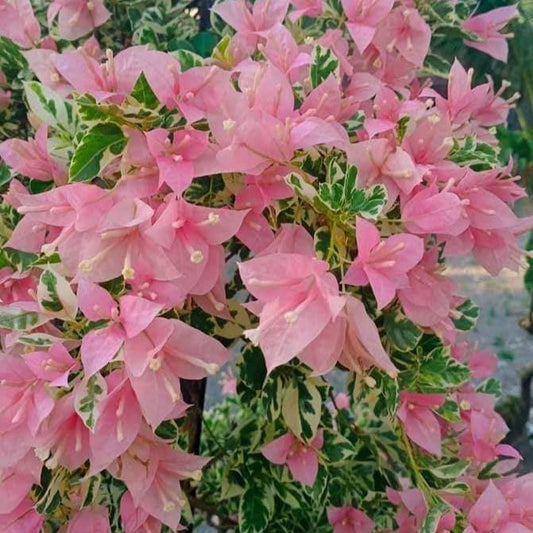 Pink Patch Bougainvillea flower plant