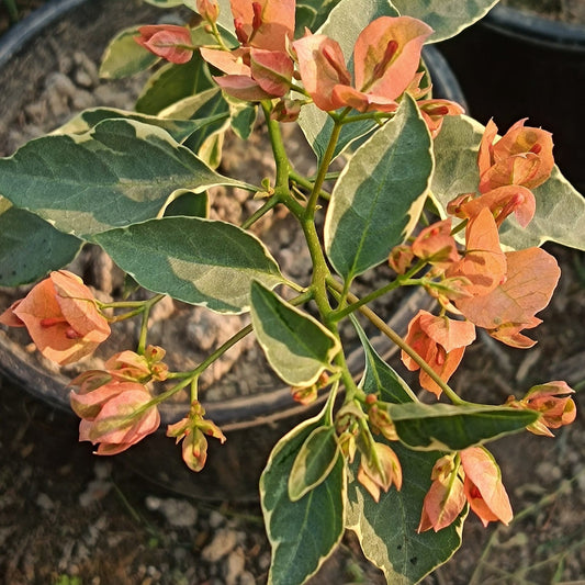 Emasperak Bougainvillea flower plant