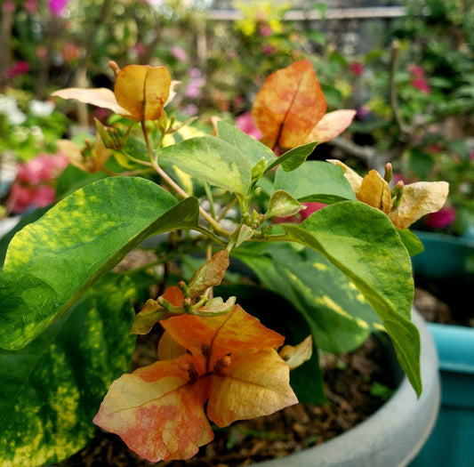 Orange September Bougainvillea flower plant