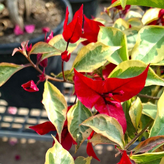 Flame Red Bougainvillea flower plant
