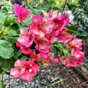 Red September Bougainvillea