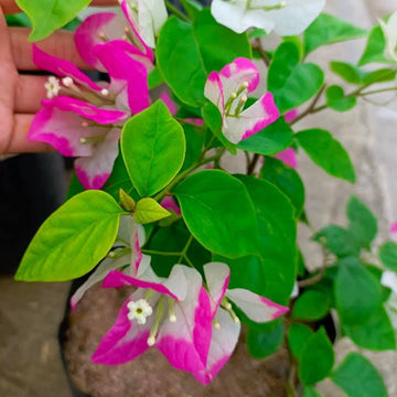 Lipstick Bougainvillea flower plant
