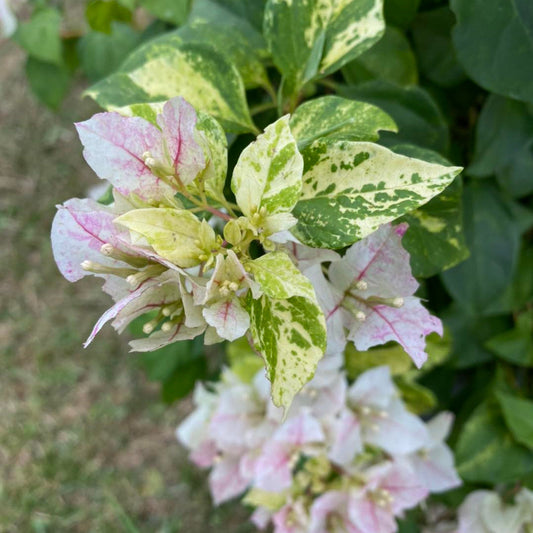 Sunstone White Bougainvillea flower plant