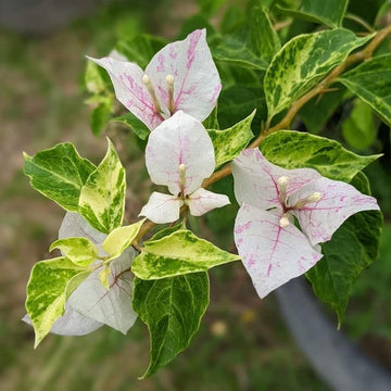 Sunstone White Bougainvillea flower plant