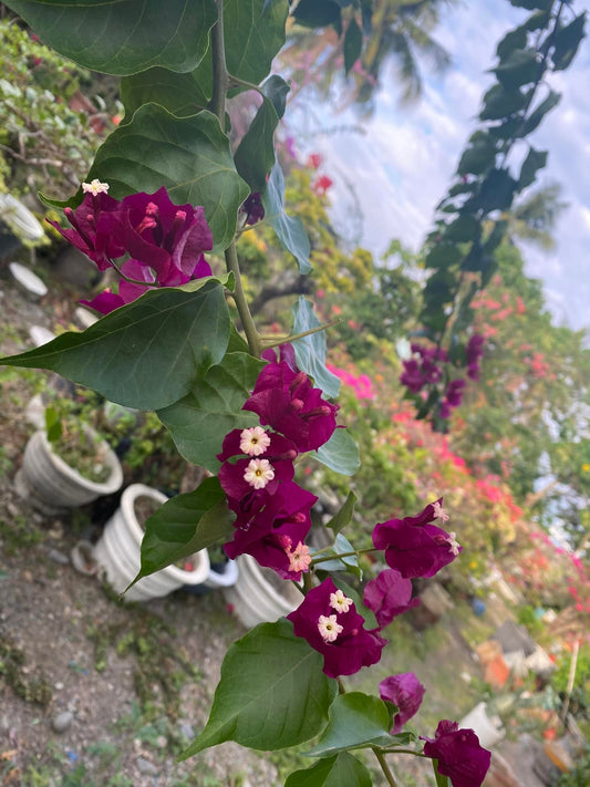 Dark One Bougainvillea flower plant