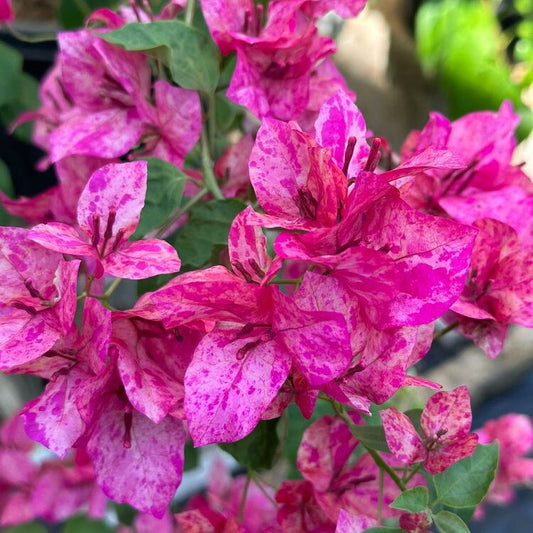 Kristina Bougainvillea flower plant