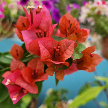 Chocolate Brown Bougainvillea flower plant