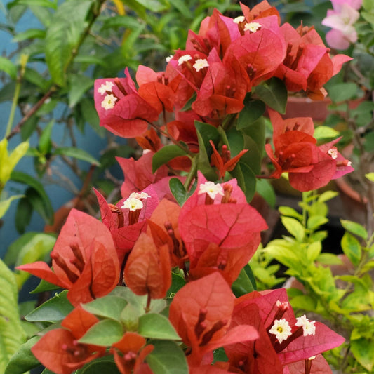 Chocolate Brown Bougainvillea flower plant