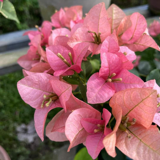 Kayata Bougainvillea flower plant