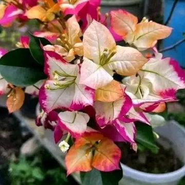 Sufia Indiana Bougainvillea flower plant